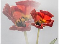 Fiori (6)